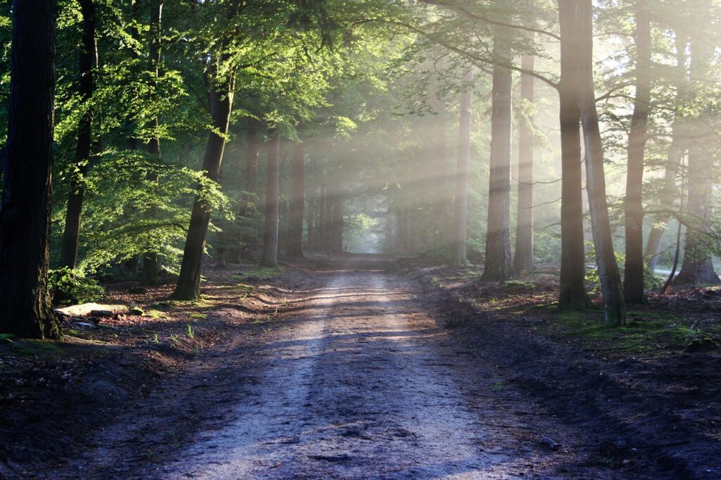 Assunzioni Forestas 2023: 635 assunzioni in Sardegna! assunzioni-forestas-2023